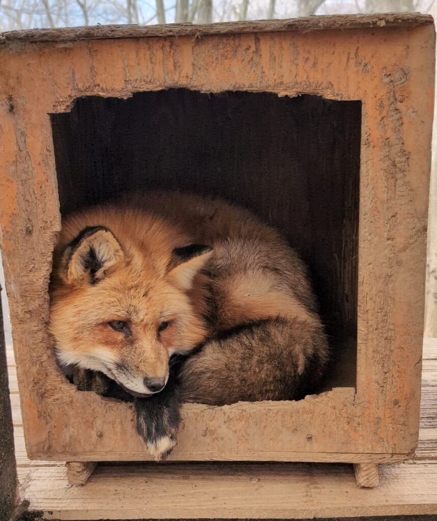 fox005