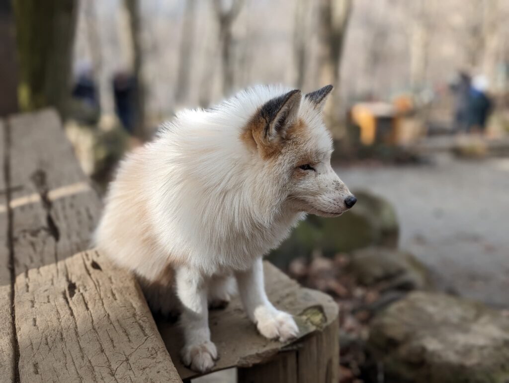 fox007